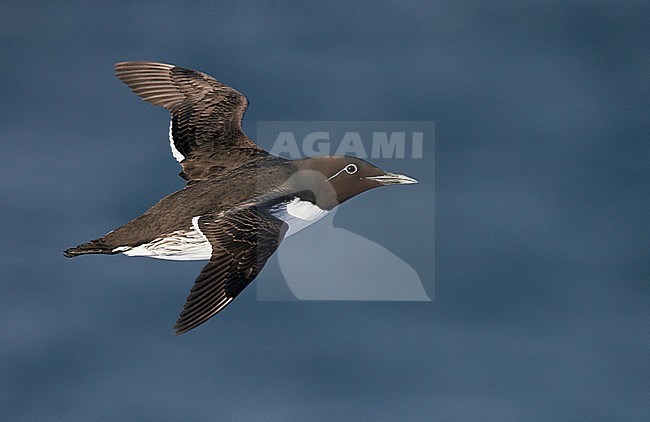 Guillemot (Uria aalge) Norway VardÃ¶ March 2016 stock-image by Agami/Markus Varesvuo,