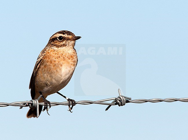 Paapje, Whinchat stock-image by Agami/Roy de Haas,