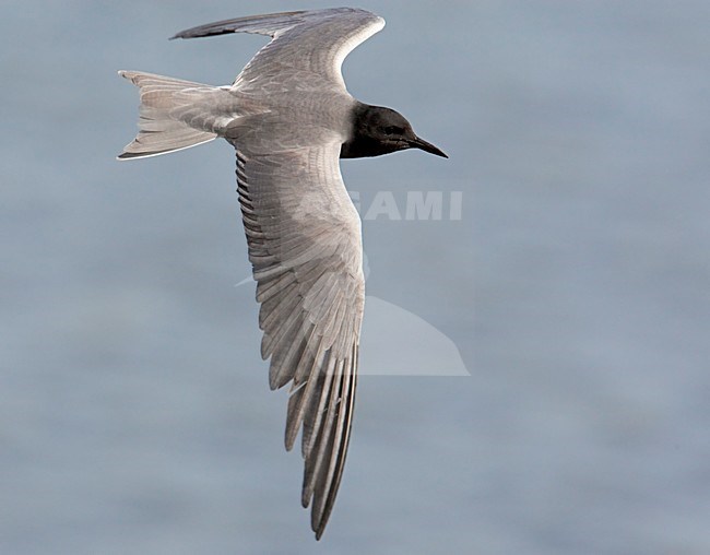 Zwarte Stern; Black Tern (Chlidonias niger) Hungary May 2008 stock-image by Agami/Markus Varesvuo / Wild Wonders,