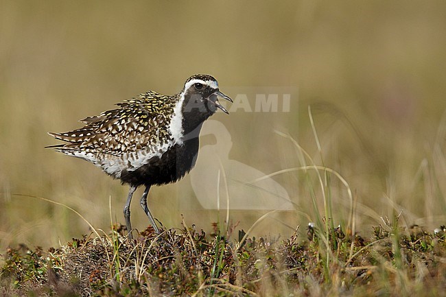 Adult male Pacific Golden Plover (Pluvialis fulva) in full breeding plumage at Seward Peninsula, Alaska, USA in June 2018. stock-image by Agami/Brian E Small,