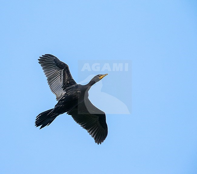 Dark morph Little Pied Cormorant (Microcarbo melanoleucos) flying over Tawharanui Regional Park on North Island, New Zealand. Seen from below. stock-image by Agami/Marc Guyt,