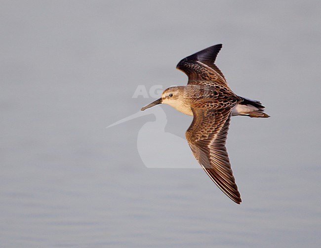 Juveniele Alaskastrandloper, Juvenile Western Sandpiper stock-image by Agami/Mike Danzenbaker,