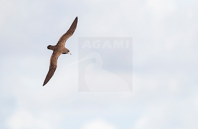 Flesh-footed shearwater (Ardenna carneipes) at sea north of New Zealand. stock-image by Agami/Marc Guyt,