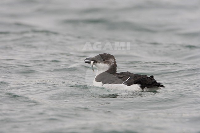 Alk met klein visje; Razorbill with small fish stock-image by Agami/Arie Ouwerkerk,