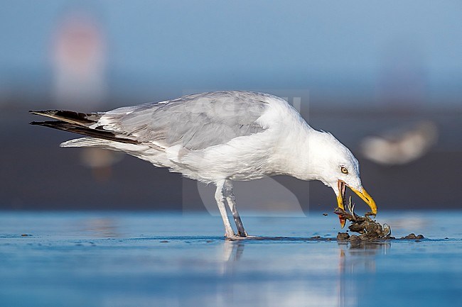 Adult moulting of American Herring Gull sitting on beach near Cape May, New Jersey, end of August 2016. stock-image by Agami/Vincent Legrand,