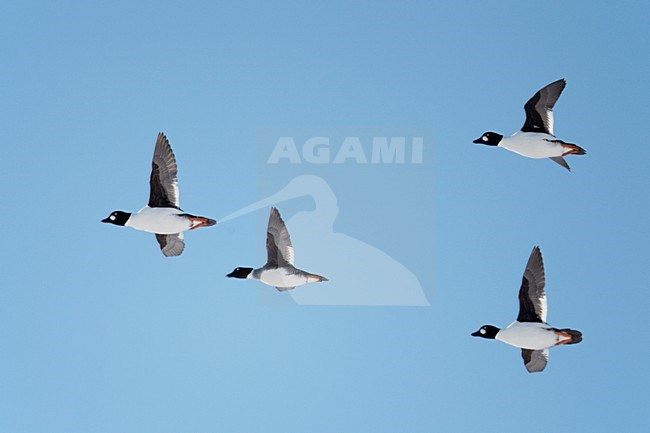 Groep Brilduikers in de vlucht; Group of Common Goldeneyes in flight stock-image by Agami/Markus Varesvuo,