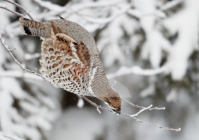 Mannetje Hazelhoen foeragerend in besneeuwde struiken; Male Hazel Grouse feeding in snow covered trees stock-image by Agami/Markus Varesvuo,