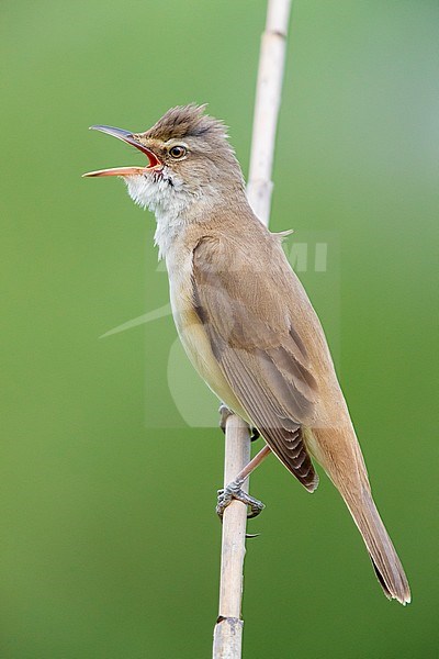 Great Reed Warbler (Acrocephalus arundinaceus), side view of an adult singing from a reed, Campania, Italy stock-image by Agami/Saverio Gatto,