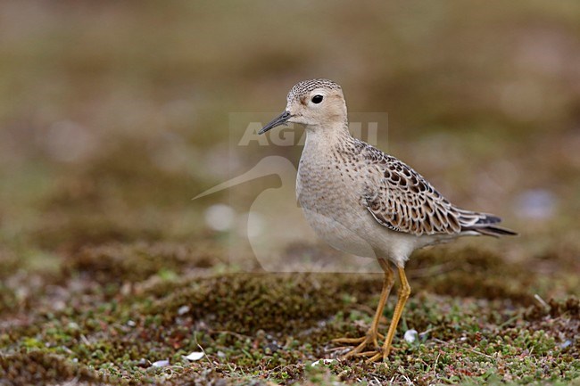 blonde ruiter; Buff-breasted Sandpiper stock-image by Agami/Chris van Rijswijk,