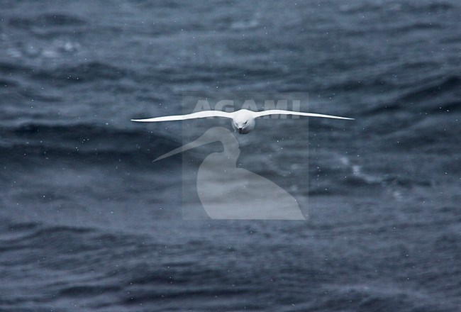 Sneeuwstormvogel in de vlucht; Snow Petrel in flight stock-image by Agami/Marc Guyt,