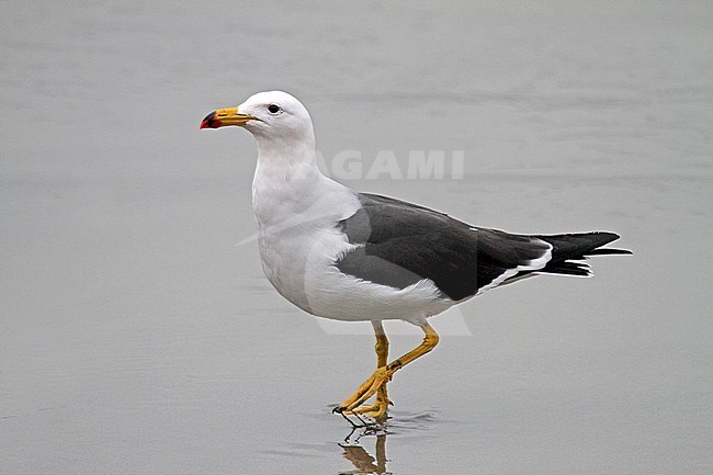 Belcher's gull (Larus belcheri) or band-tailed gull on the Peruvian coast. stock-image by Agami/Pete Morris,