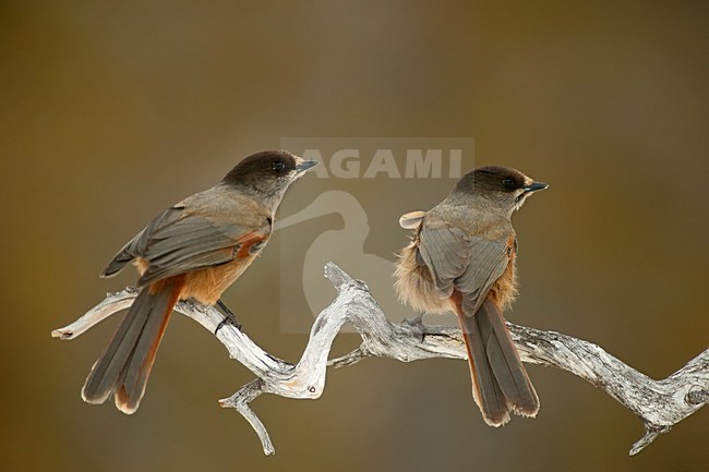 Taigagaai twee zittend op tak; Siberian Jay two perched on branch stock-image by Agami/Bence Mate,