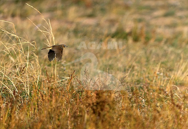 Siberian Rubythroat (Calliope calliope) during autumn migration in Mongolia. stock-image by Agami/Dani Lopez-Velasco,