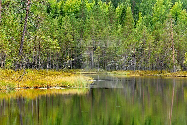 Pine trees in taiga forest around a tranquil lake in northern Finland. stock-image by Agami/Caroline Piek,