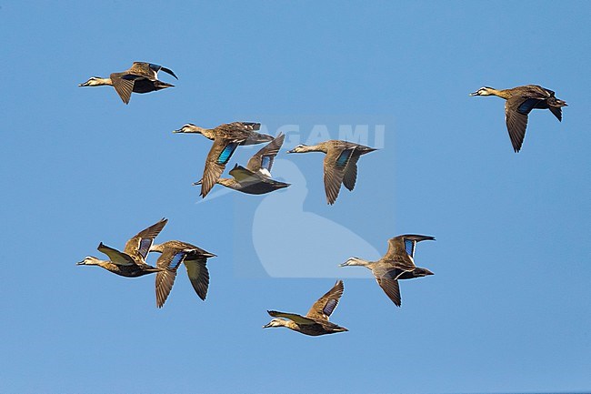 Groep Chinese Vlekbekeenden in vlucht; Group of Eastern Spot-billed Ducks in flight stock-image by Agami/Daniele Occhiato,