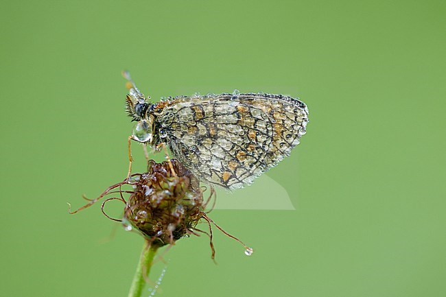 Heath Fritillary (Melitaea athalia) resting on top of small flower in Mercantour in France, against a natural green colored background. stock-image by Agami/Iolente Navarro,