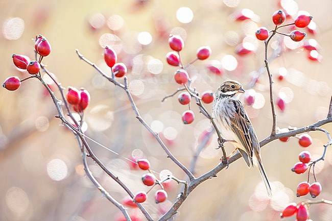 Common Reed Bunting (Emberiza schoeniclus) in Italy. stock-image by Agami/Daniele Occhiato,