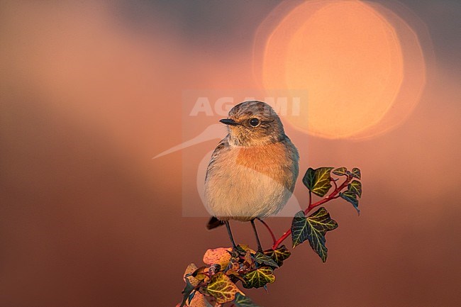 Vrouwtje Roodborsttapuit; Female European Stonechat stock-image by Agami/Daniele Occhiato,