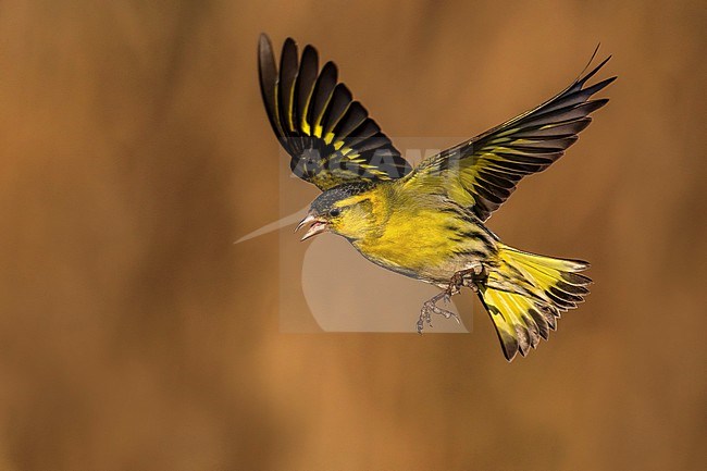 Male Eurasian Siskin, Spinus spinus, in Italy. stock-image by Agami/Daniele Occhiato,