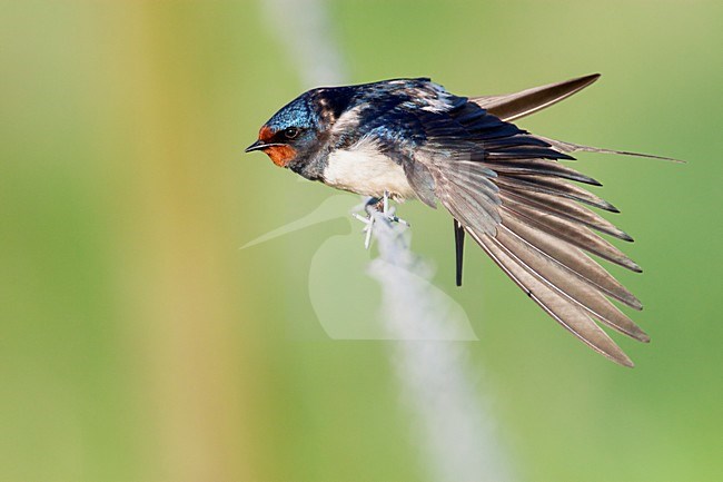 Rustende Boerenzwaluw, Resting Barn Swallow stock-image by Agami/Wil Leurs,