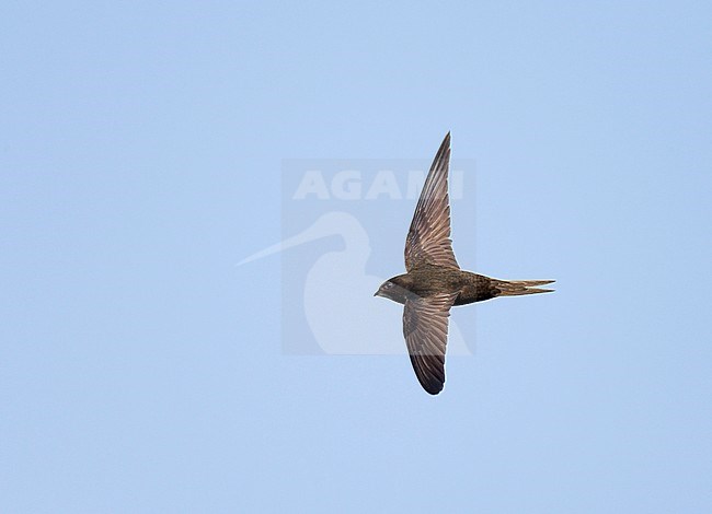 Common Swift (Apus apus) in the Netherlands. In flight. stock-image by Agami/Ran Schols,