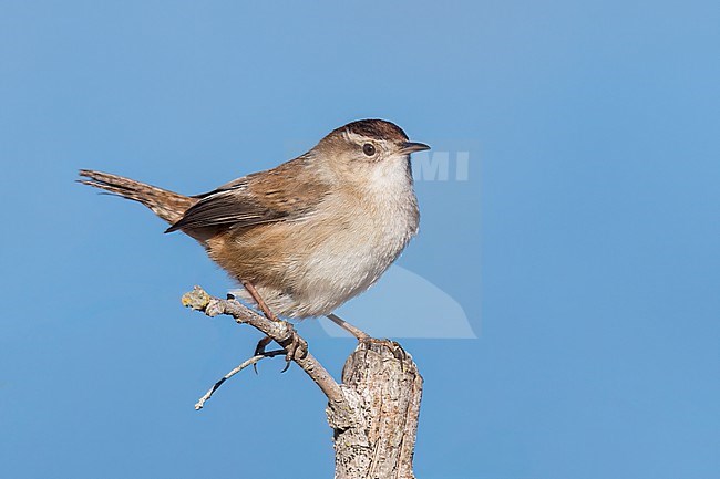 Adult
Colusa Co., CA
January 2023 stock-image by Agami/Brian E Small,