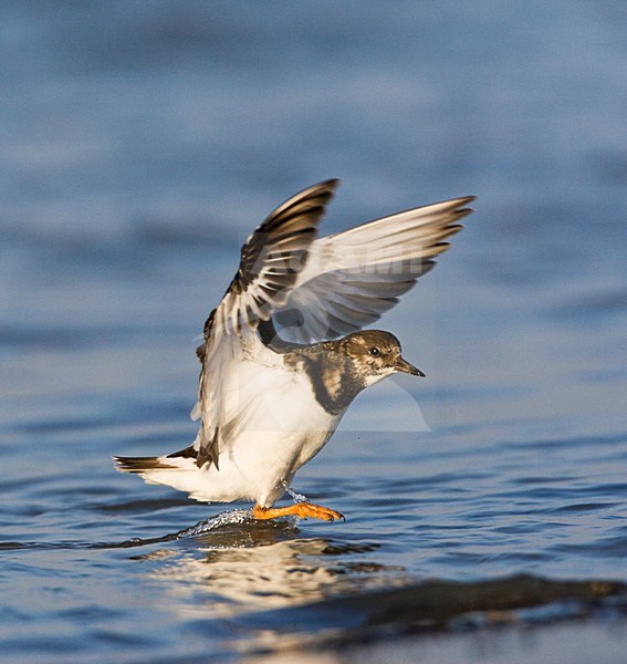 Landende Steenloper; Landing Ruddy Turnstone stock-image by Agami/Marc Guyt,