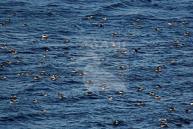 Papegaaiduikers in zee; Atlantic Puffins in sea stock-image by Agami/Menno van Duijn,