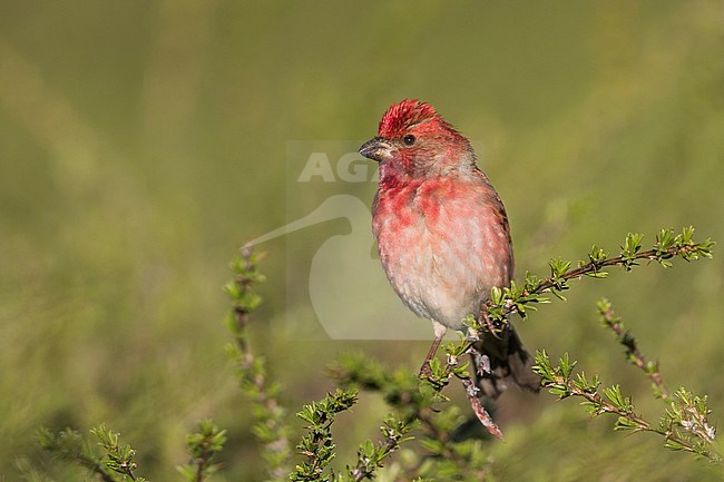 Common Rosefinch - Karmingimpel - Carpodacus erythrinus ssp. ferghanensis, Kyrgyzstan, adult male stock-image by Agami/Ralph Martin,