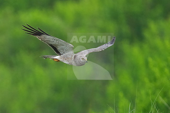 Adult male
Galveston Co., TX
May 2023 stock-image by Agami/Brian E Small,