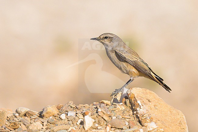 Red-tailed Wheatear, Oenanthe chrysopygia, perched on a rock. stock-image by Agami/Sylvain Reyt,