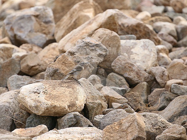 Juvenile Canary Islands stonechat (Saxicola dacotiae), also known as the Fuerteventura chat, and formerly known as the Canary Islands chat. stock-image by Agami/Magnus Hellström,