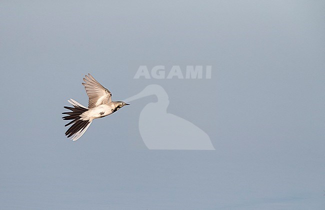 White Wagtail (Motacilla alba alba) during autumn migration in Lake Durankulak along the Black sea coast in northern Bulgaria. Flying low over a lake, banking away showing under parts. stock-image by Agami/Marc Guyt,