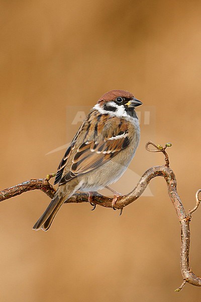 Ringmus; Eurasian Tree Sparrow; stock-image by Agami/Walter Soestbergen,