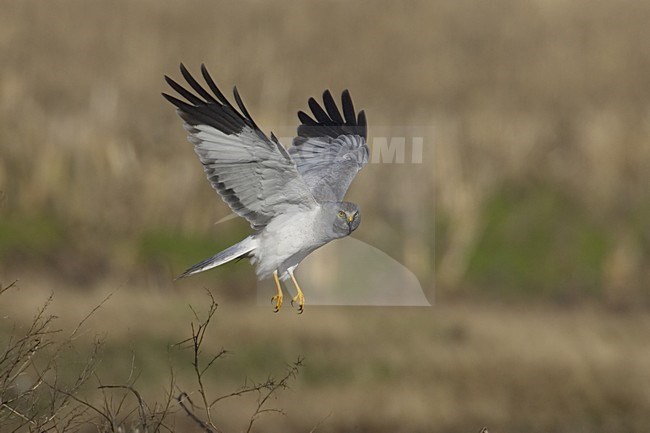 Hen Harrier male flying; Blauwe Kiekendief man vliegend stock-image by Agami/Daniele Occhiato,