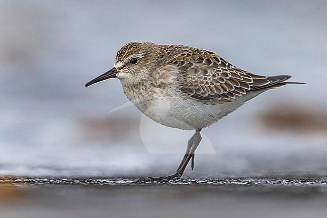 Bonapartes Strandloper, White-rumped Sandpiper stock-image by Agami/Daniele Occhiato,