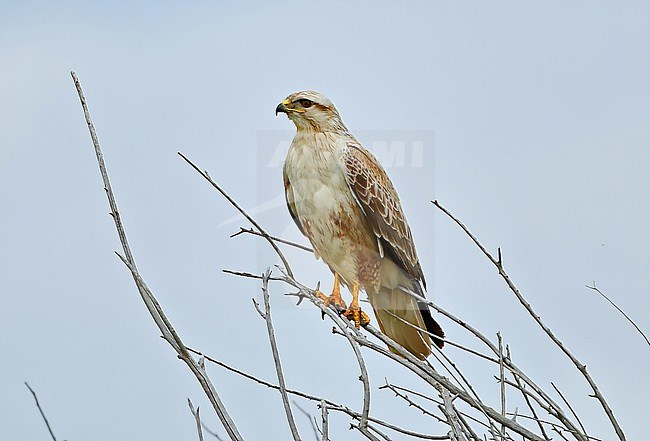 Long-legged Buzzard in the Taukum Desert (southeast Kazachstan) stock-image by Agami/Eduard Sangster,