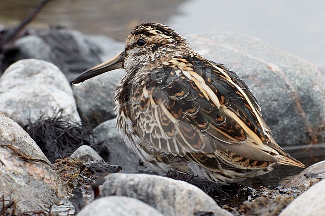 Bokje tussen rotsen en zeewier; Jack Snipe amidst boulders ans seaweed stock-image by Agami/Markus Varesvuo,