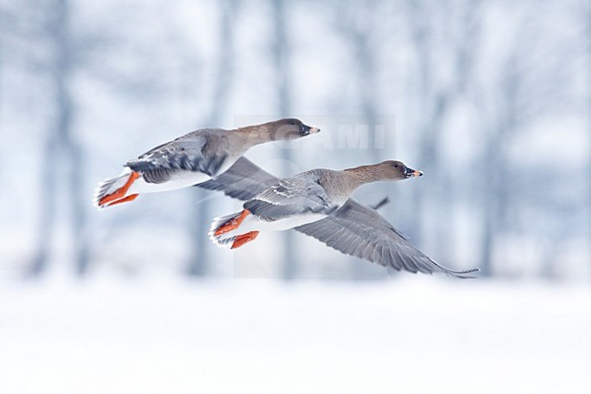 Vliegende Toendrarietganzen in besneeuwd landschap, Flying Tundra Bean Geese in snowy landscape stock-image by Agami/Wil Leurs,