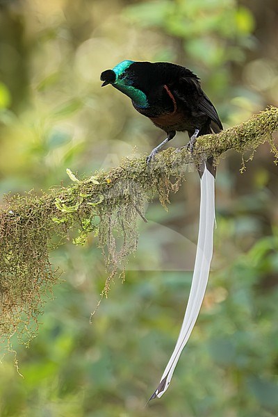 Ribbon-tailed Astrapia (Astrapia mayeri) perched on a branch in Papua New Guinea. stock-image by Agami/Glenn Bartley,