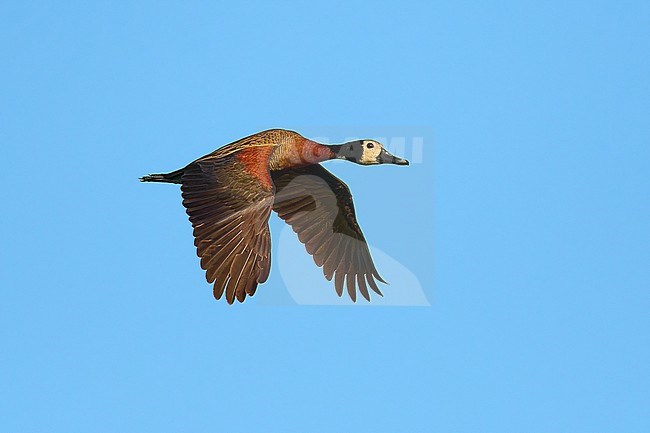 White-faced Whistling Duck (Dendrocygna viduata) flying against a blue sky as a background, Botswana stock-image by Agami/Tomas Grim,