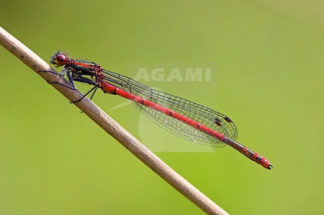 Mannetje Vuurjuffer, Male Pyrrhosoma nymphula stock-image by Agami/Wil Leurs,