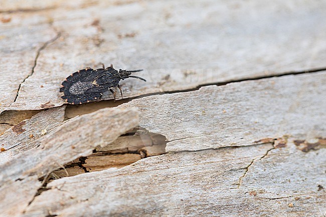 Aradus betulinus, Germany (Baden-Württemberg), imago stock-image by Agami/Ralph Martin,