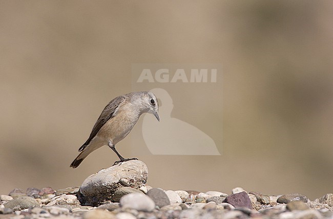 Red-tailed Wheatear, Oostelijke Roodstaarttapuit, Oenanthe chrysopygia stock-image by Agami/Arie Ouwerkerk,