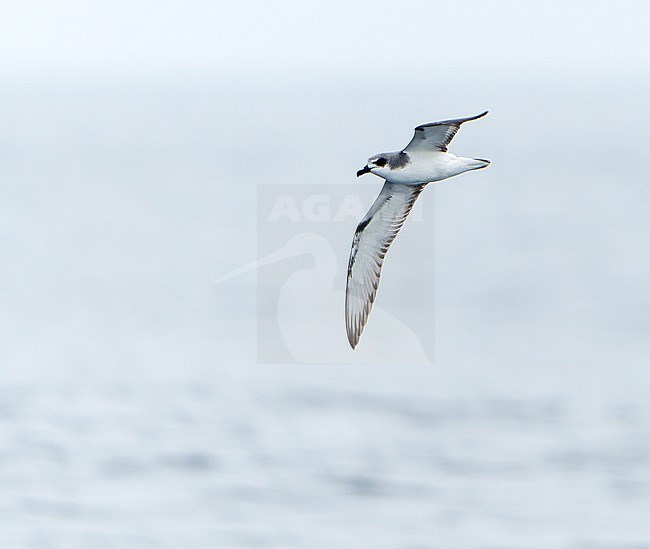 Masatierra Petrel (Pterodroma defilippiana) at sea off Chile. Also known as De Filippi's petrel. stock-image by Agami/Dani Lopez-Velasco,