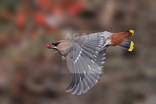 Fist winter male Bohemian Waxwing (Bombicilla garrulus) flying nearby Brussels Airport Zuid, Charleroi, Belgium. stock-image by Agami/Vincent Legrand,