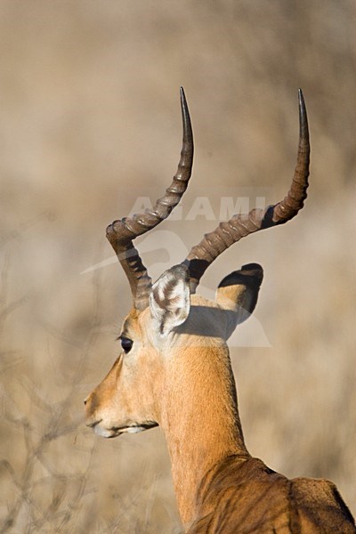 Impala close-up; Impala close up stock-image by Agami/Marc Guyt,