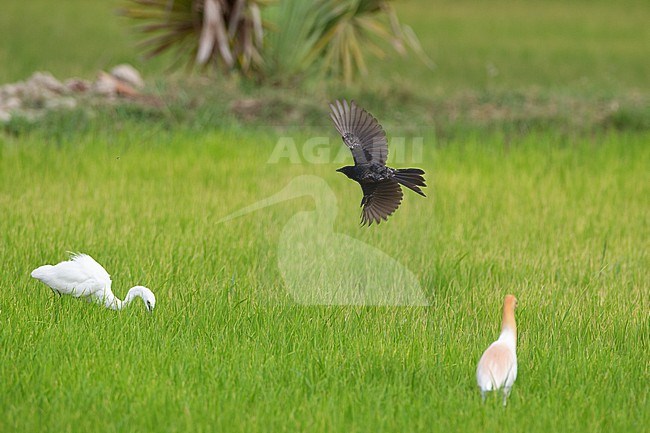 Black Drongo (Dicrurus macrocercus), flying over rice fields in Petchaburi, Thailand stock-image by Agami/Helge Sorensen,