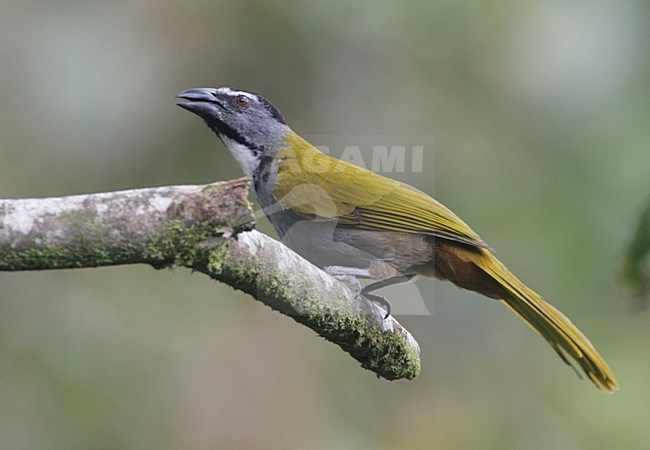 Zwartkopsaltator op een tak; Black-headed Saltator op een branch stock-image by Agami/Mike Danzenbaker,