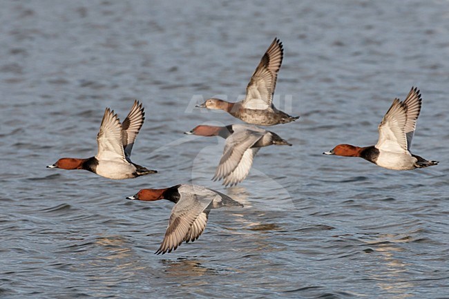 Tafeleend, Common Pochard, Aythya ferina stock-image by Agami/Jari Peltomäki,